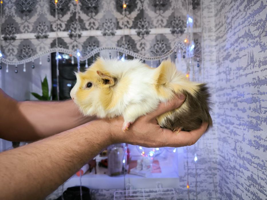 Продам пару свинок с клеткой