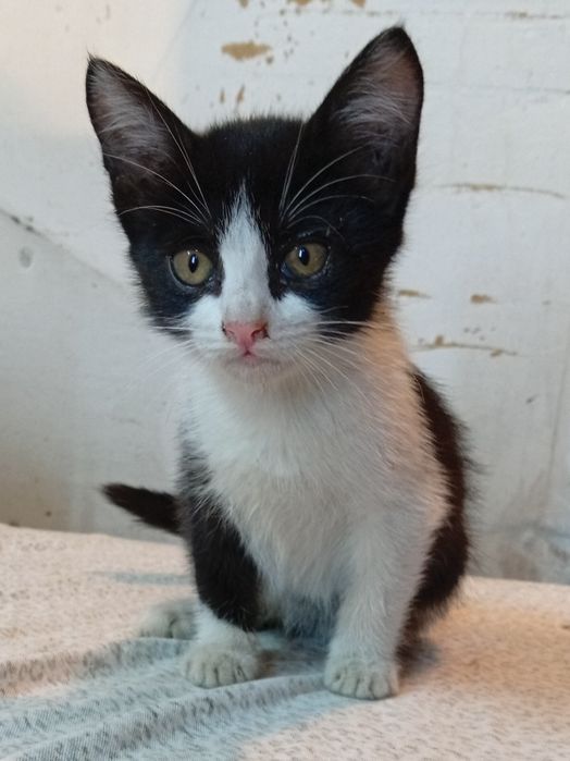 Котята ищут дом и добрых хозяев