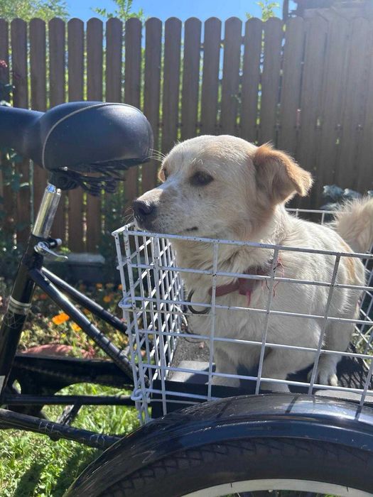 Bicicletă modernă pe 3 roți, nouă! (fără agentul de vânzări)