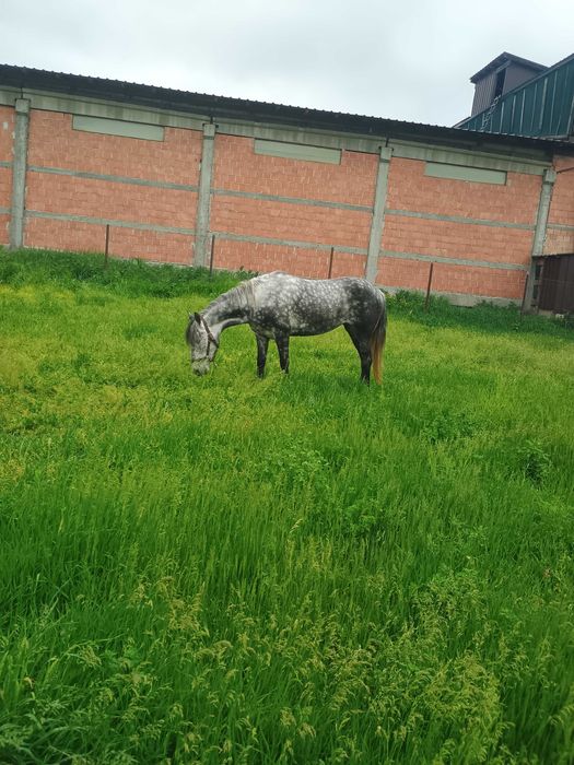 Vând iapă sură la preț de 9000de lei