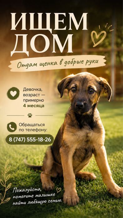 Отдам щенка в добрые руки