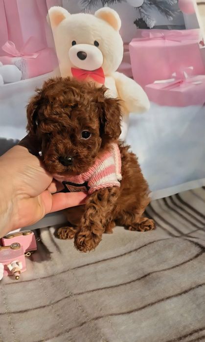 !РЕЗЕРВИРАНО!Пудел той с родословие - 5 поколения назад