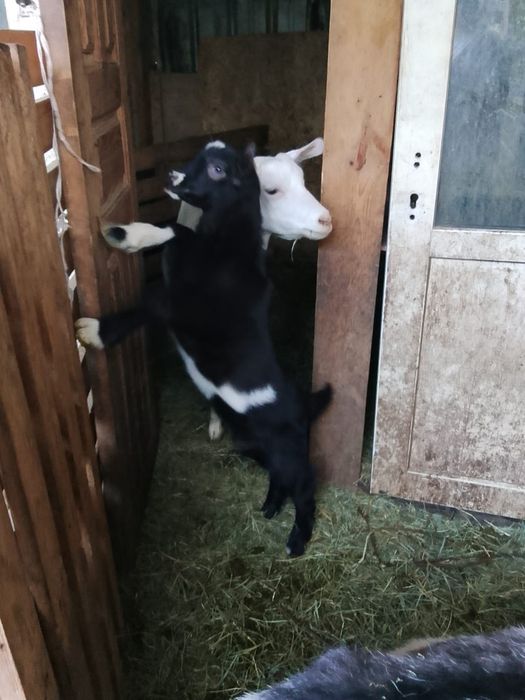 Продам коз и козлят