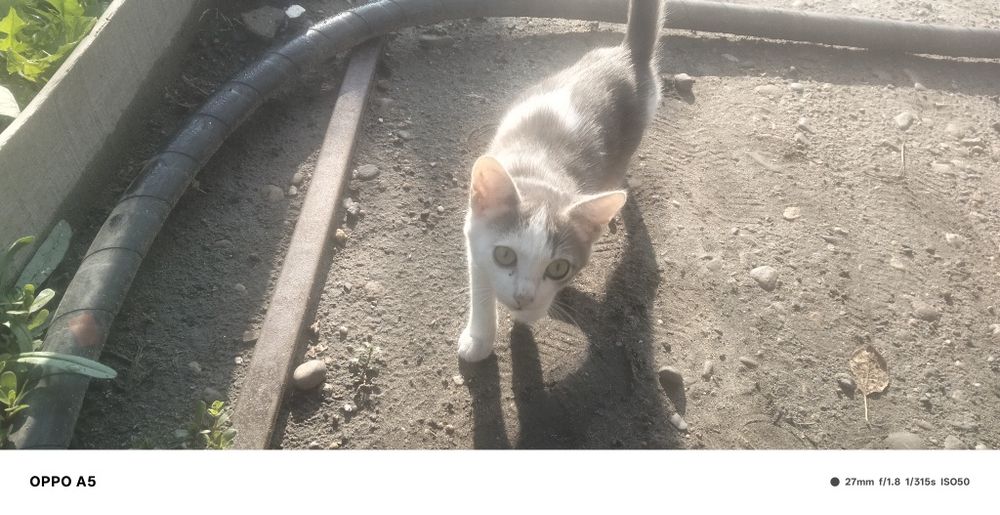 Отдам Кошек и котят даром