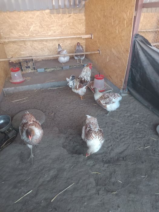 Oua incubat Wyandotte splash