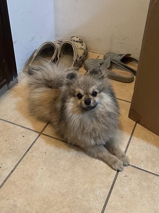 НАШЛИ СОБАКУ. Ищем хозяина