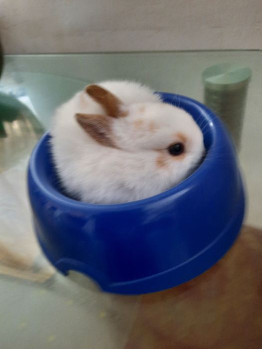 Декоративный кролик,  миник.