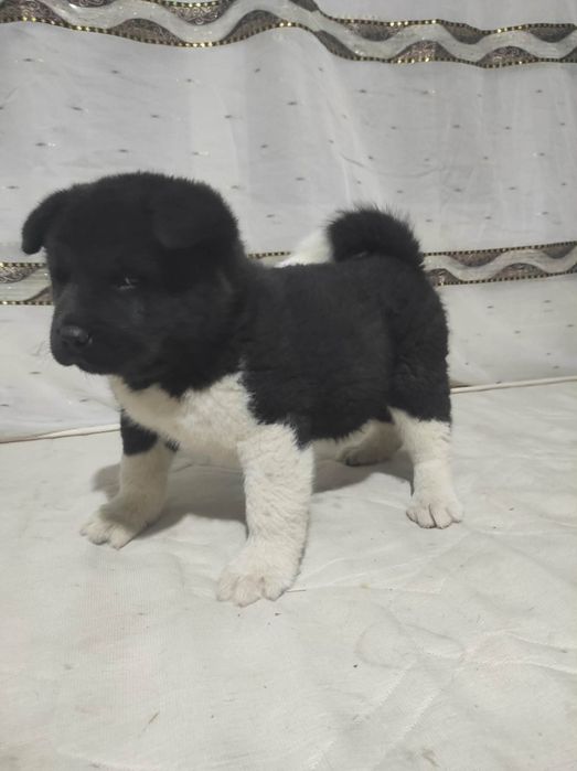 Akita american 2 băieți