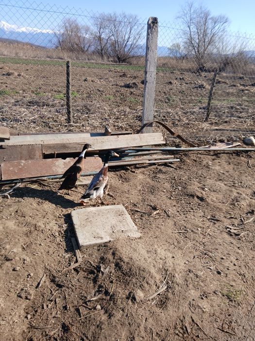 Ratoi indian  schimb