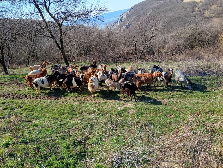 Vănd 28 de capre 18 capre cu 18 iezi sunt fătate restu urmeză să fete
