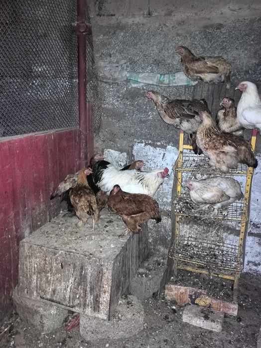 Продаётся курица