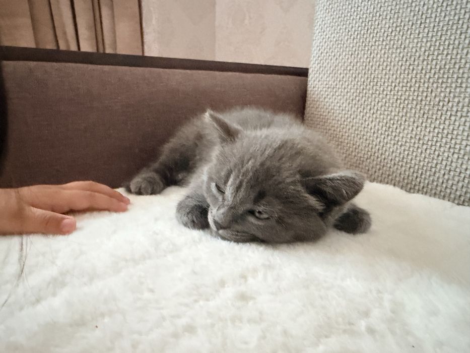 Продам котенка Британец мальчик