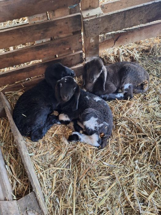 Vand oi cu miel sau fara