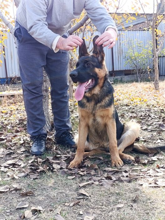 Продается немецкий овчарки щенки