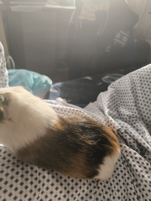 Porcușor de guineea