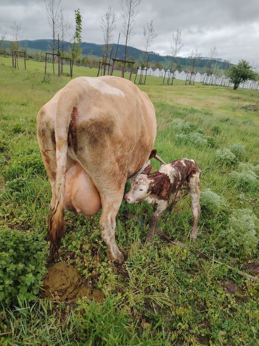 Se vinde vaca bună  cu vitel se