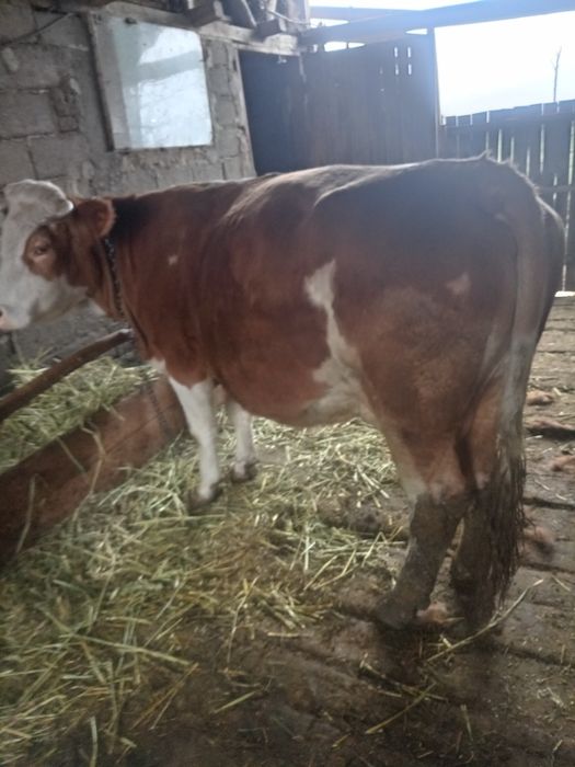 Bălțata românească