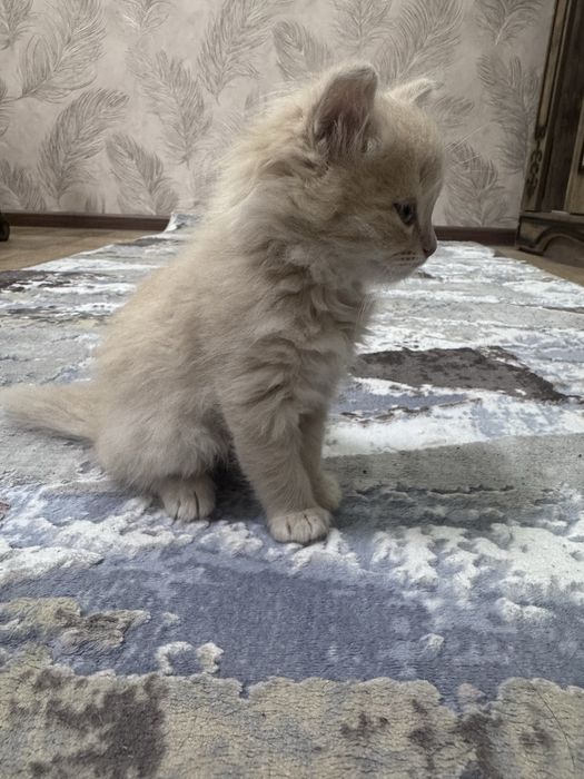 Chiroyli mushukcha sotiladi