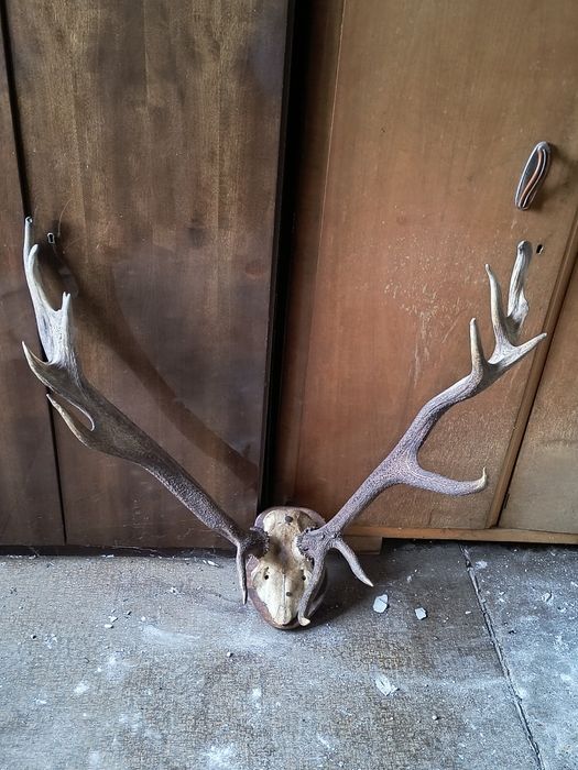 Рога от благороден елен