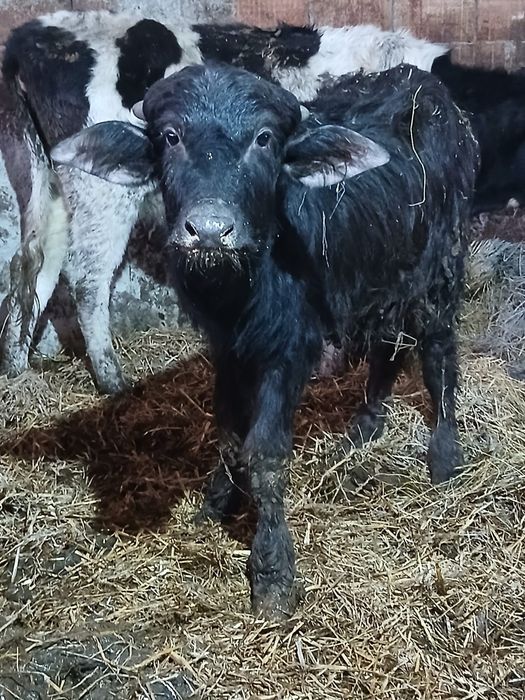 Vând tauras de 3 luni