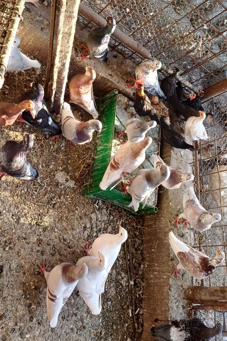 Porumbei voiajori   pui si maturi