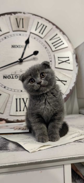 Шотландски клепоухи момченца