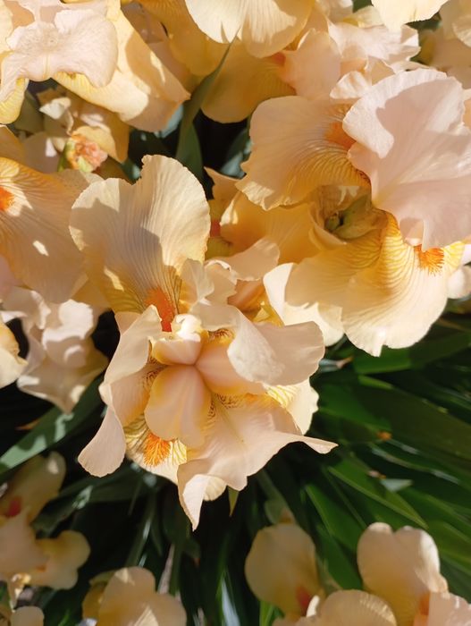 Продам клубни цветов.