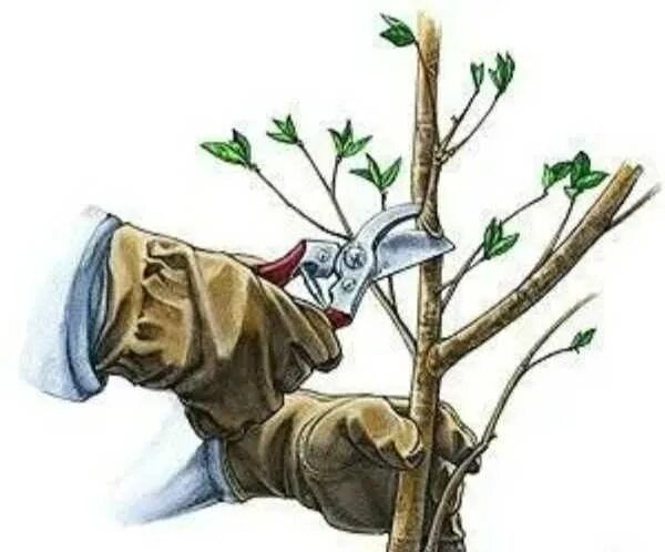 Обрезка плодовых деревьев и хвойных!