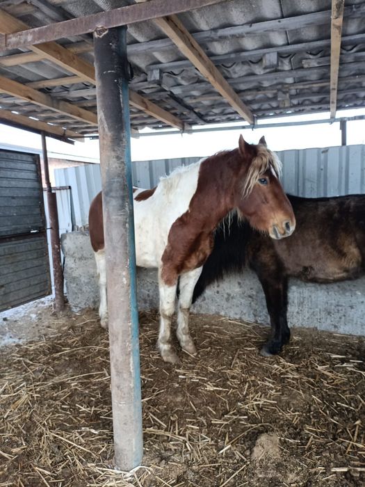 Жеребец горный алстайский