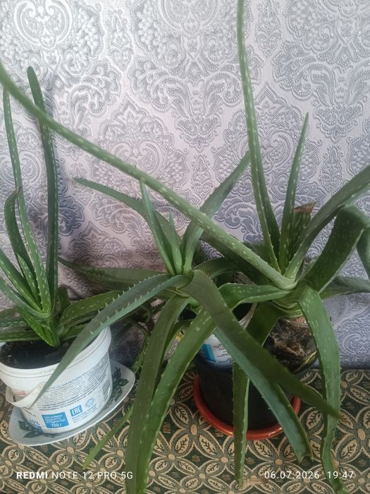 Алое продам алое