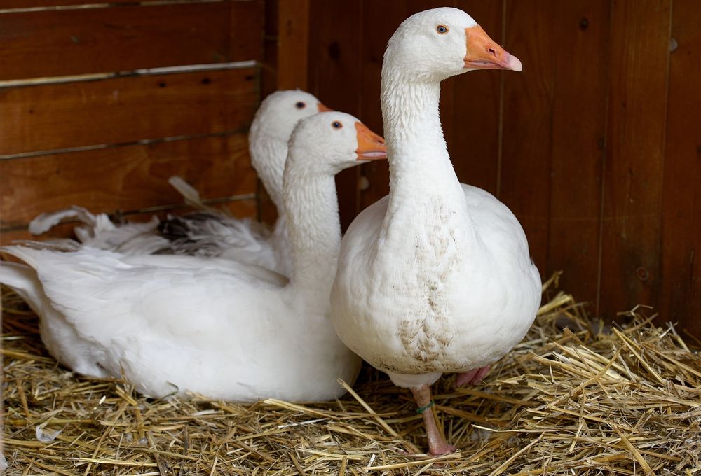 Vând gâști și rațe