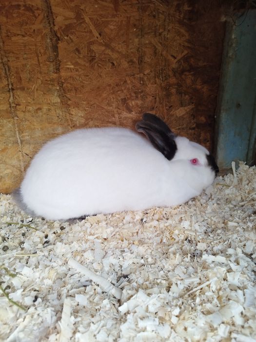 Pereche californian de vânzare