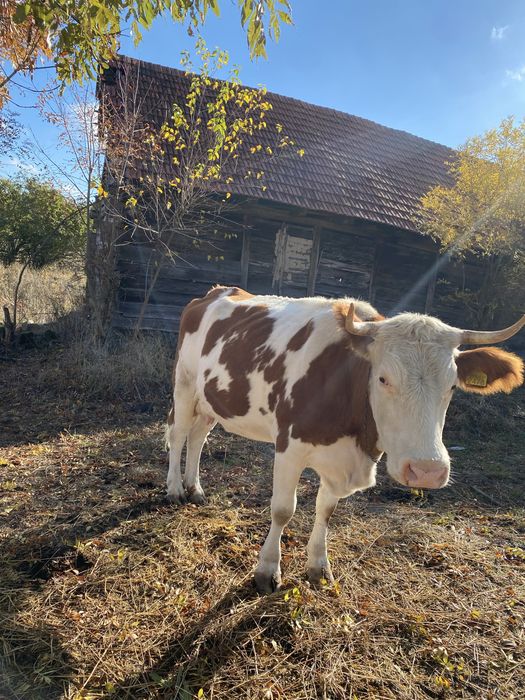 Vaca de 3 ani de vanzare