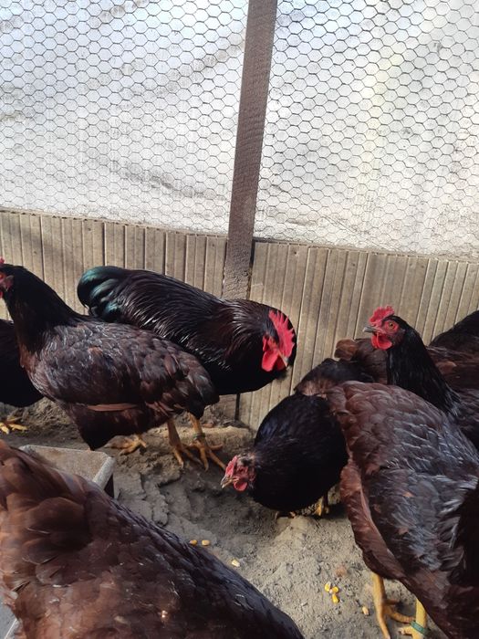 Oua Rhode Island pt incubator