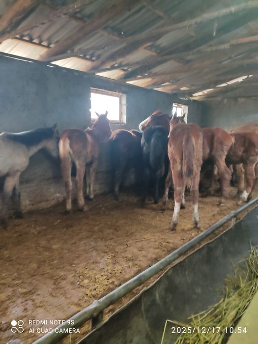 2 бас тай сатылады срочна