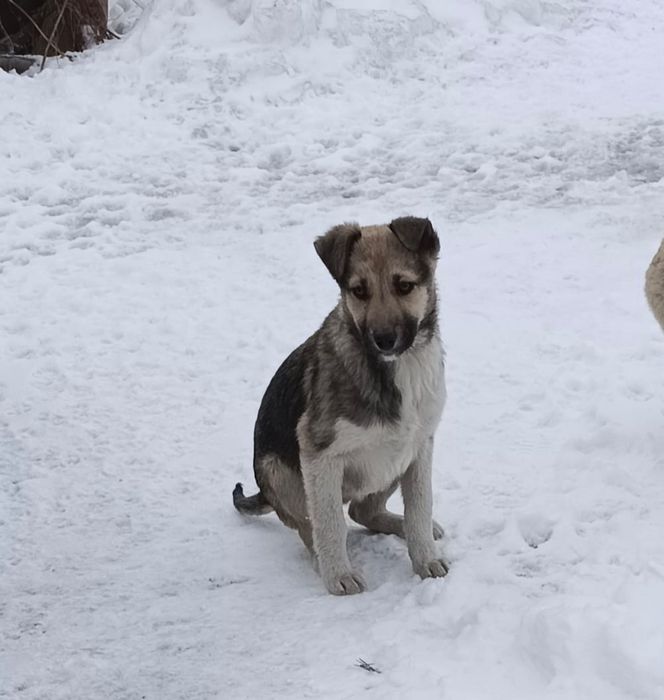 Отдам щенка в добрые руки