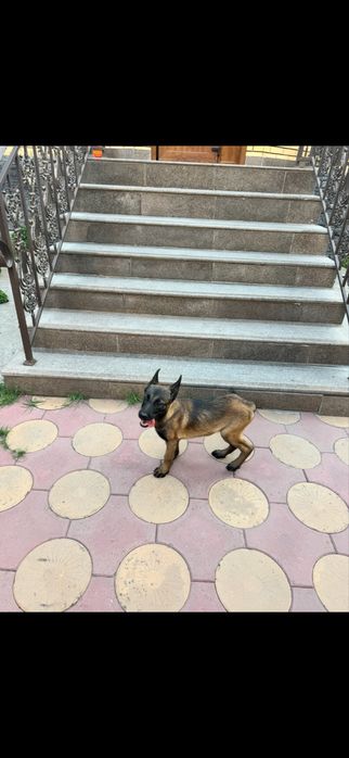 Бельгийская овчарка