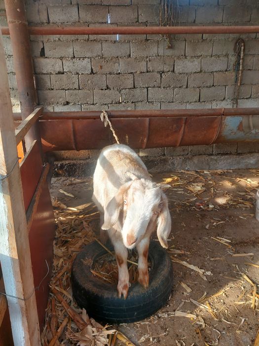 Ешкі екі лағымаен