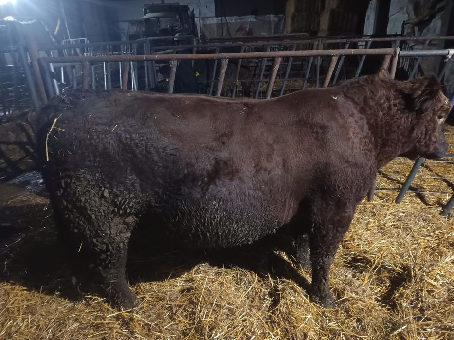 Taur montă Aberdeen Angus Roșu 12.2023