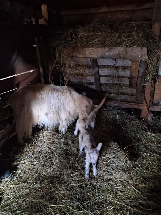 Vând 2 capre cu 4 iezi