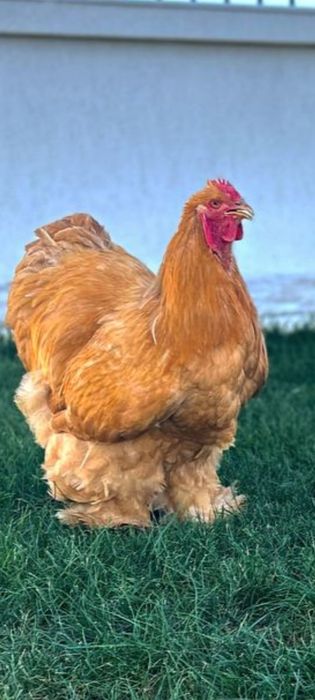 Pui Brahma,  Australorp