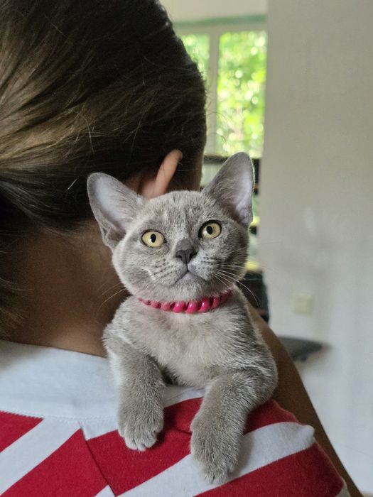 Котята Европейской бурмы 3 месяца