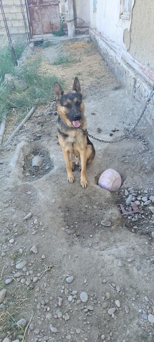 Apcharka nemetiski toza yoshi 1 yoshar o'rgatilgan