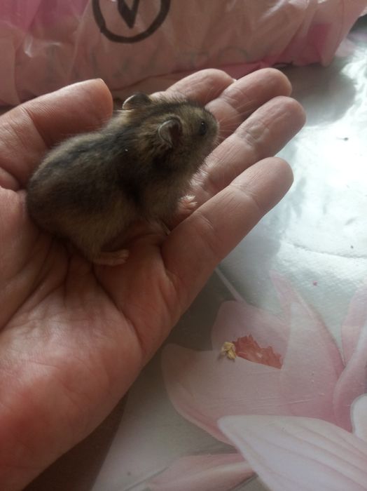 Джунгарские хомячки