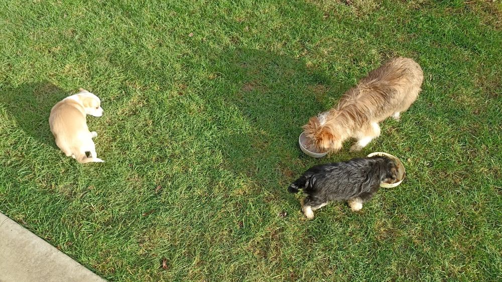 Adopție pui cătei talie mică.