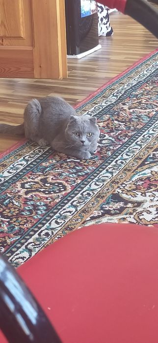 #skottish sotiladi Samarqand