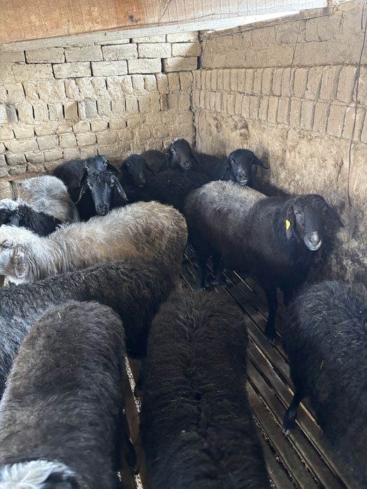 Бордакы кошкар кой токты