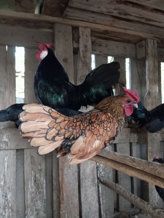 Золотой сибрайт .