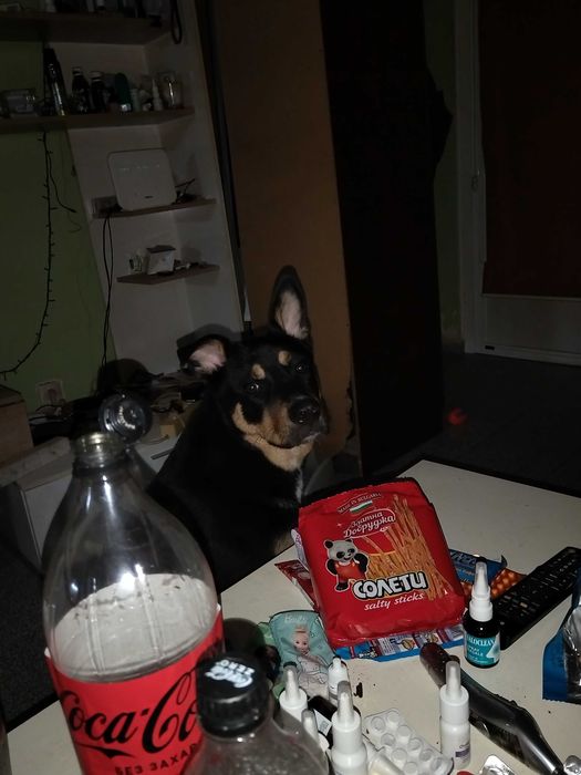 Давам куче смеска