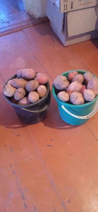 Продам картофель красный